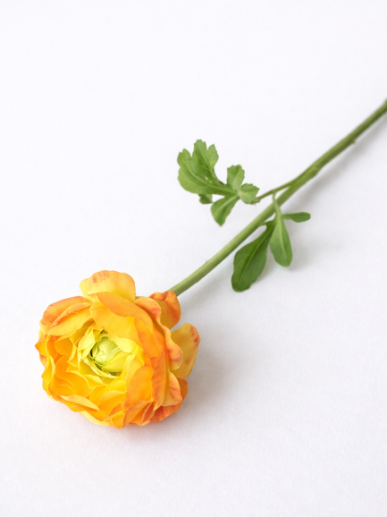 Koreaanse pioenroos - oranje