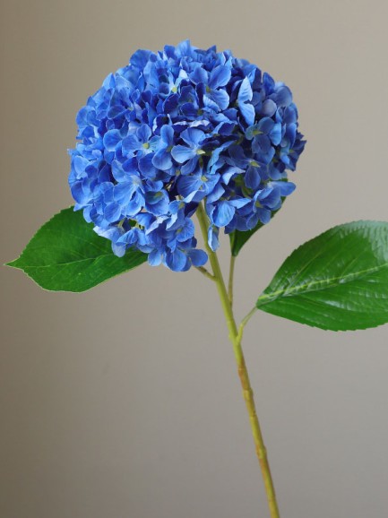 Hortensia - groot - blauw