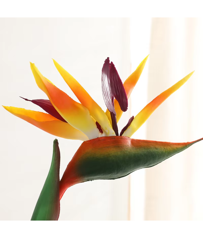 Paradijsvogelplant - geel