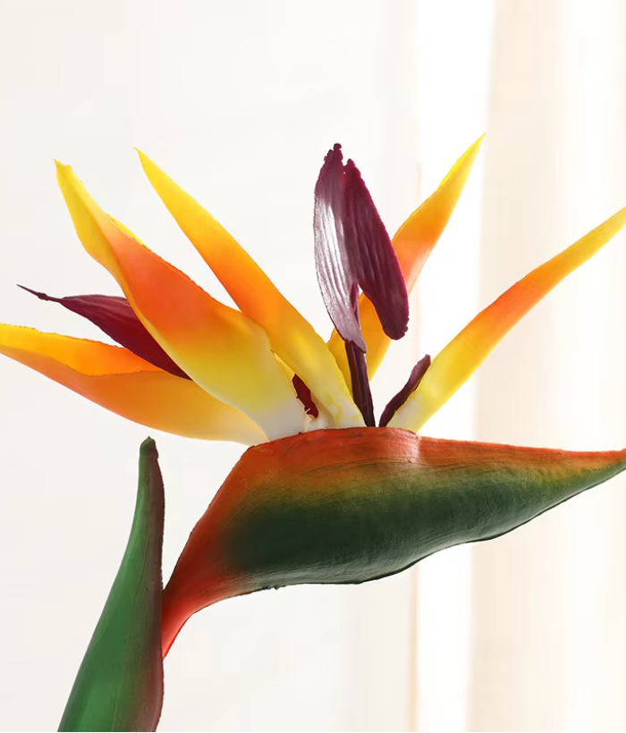Paradijsvogelplant - geel Paradijsvogelplant - geel
