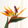 Paradijsvogelplant - geel