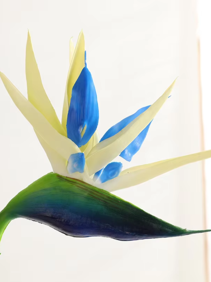 Paradijsvogelplant - blauw Paradijsvogelplant - blauw