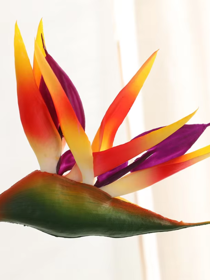 Paradijsvogelplant - oranje Paradijsvogelplant - oranje