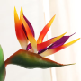 Paradijsvogelplant - oranje
