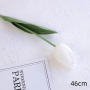 Tulp - wit