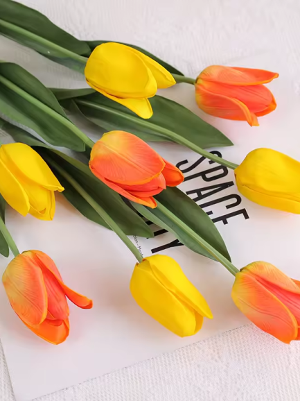 Tulp - wit Tulp - wit