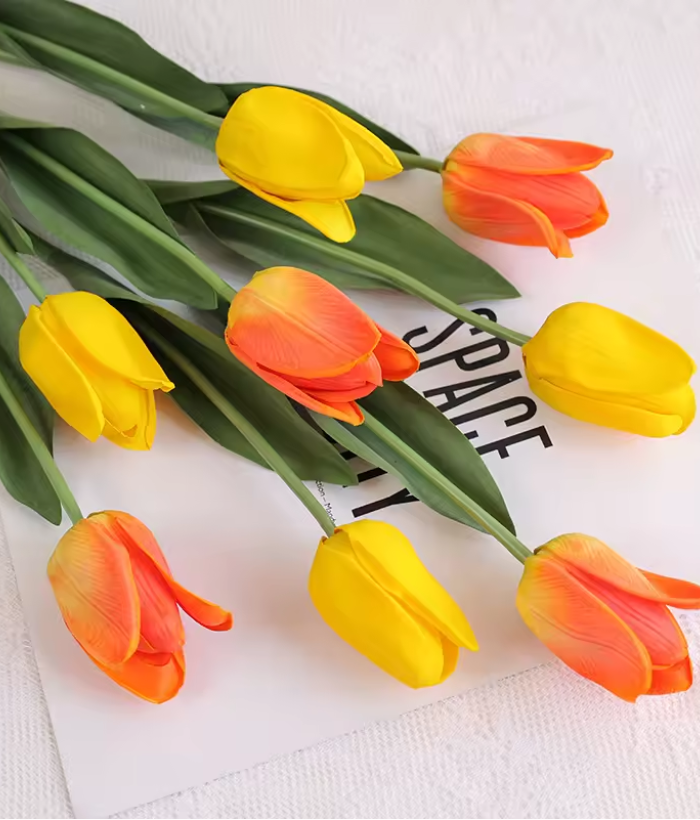 Tulp - wit Tulp - wit