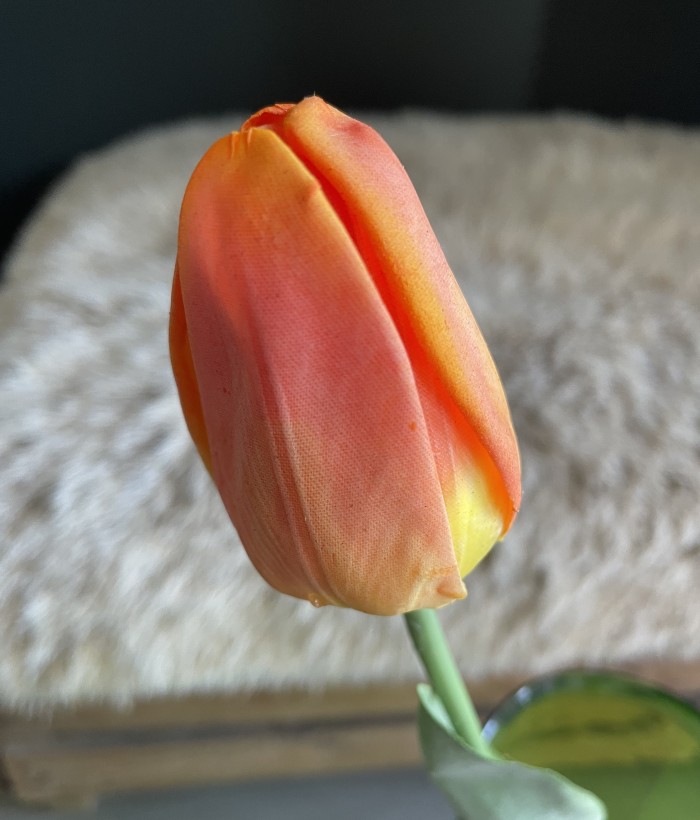 Tulp - oranje Tulp - oranje
