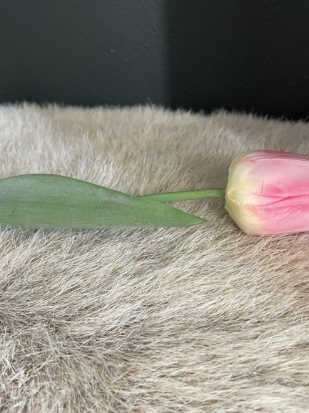 Tulp - donkerroze Tulp - donkerroze