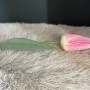 Tulp - donkerroze