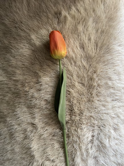 Tulp - oranje Tulp - oranje