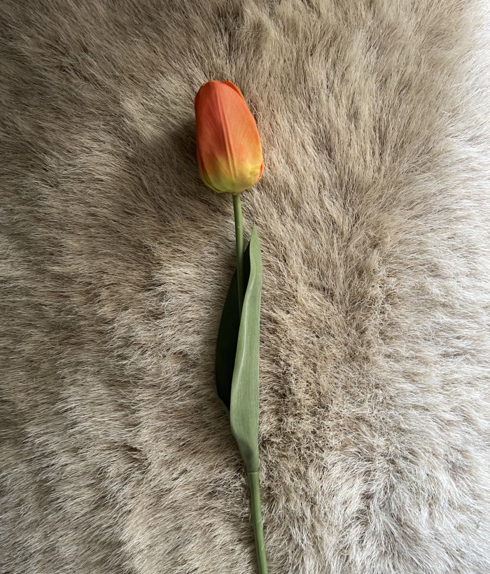 Tulp - oranje Tulp - oranje