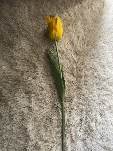 Tulp - geel Tulp - geel