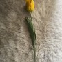 Tulp - geel