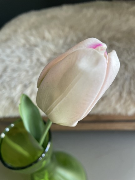 Tulp - lichtroze Tulp - lichtroze