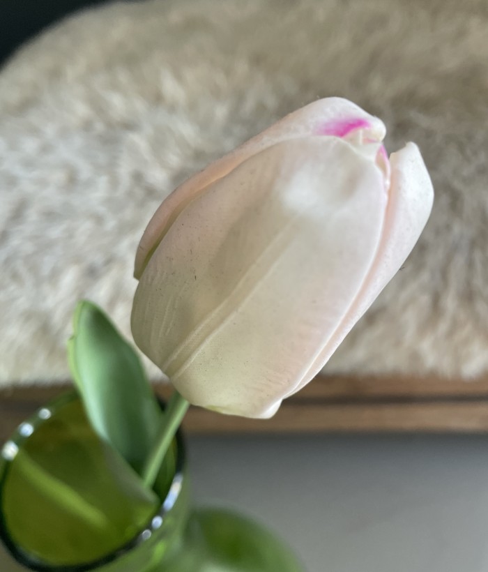 Tulp - lichtroze Tulp - lichtroze