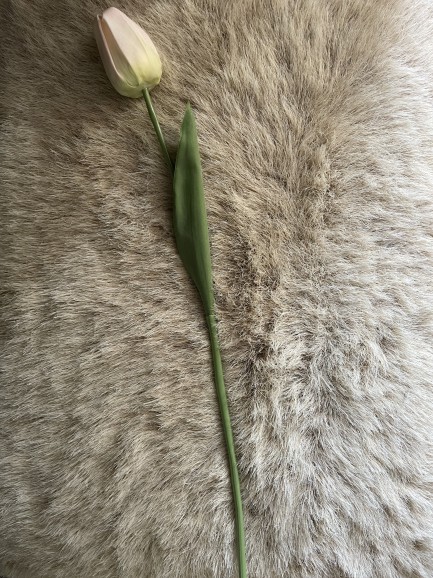 Tulp - lichtroze Tulp - lichtroze