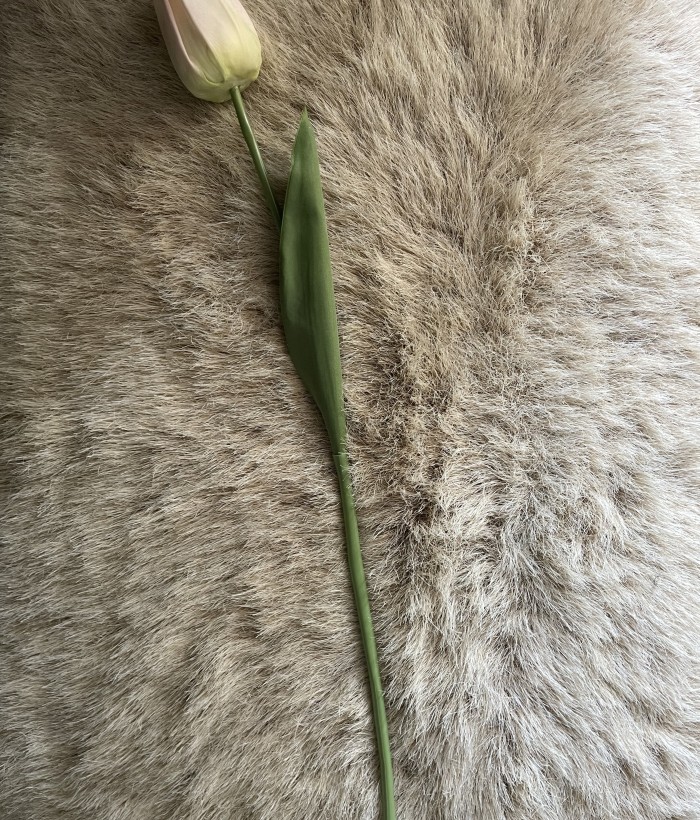 Tulp - lichtroze Tulp - lichtroze