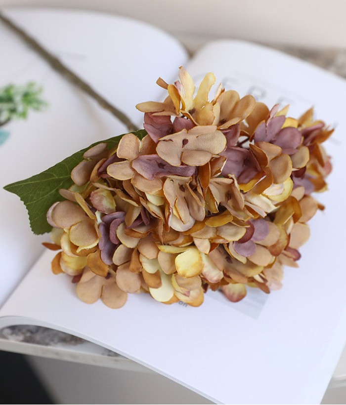 Hortensia (Hydrangea) klein - bruin/geel Hortensia (Hydrangea) klein - bruin/geel