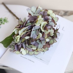 Hortensia (Hydrangea) klein - paars/groen