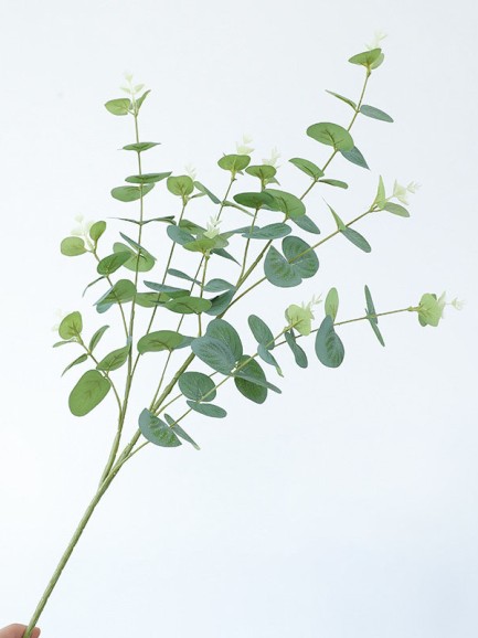 Eucalyptus tak - groen
