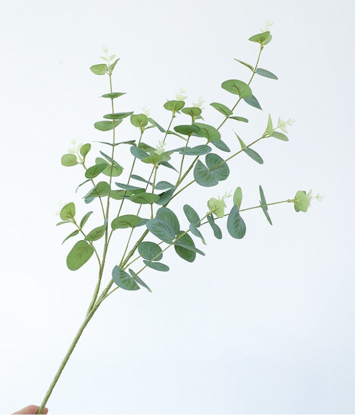 Eucalyptus tak - groen