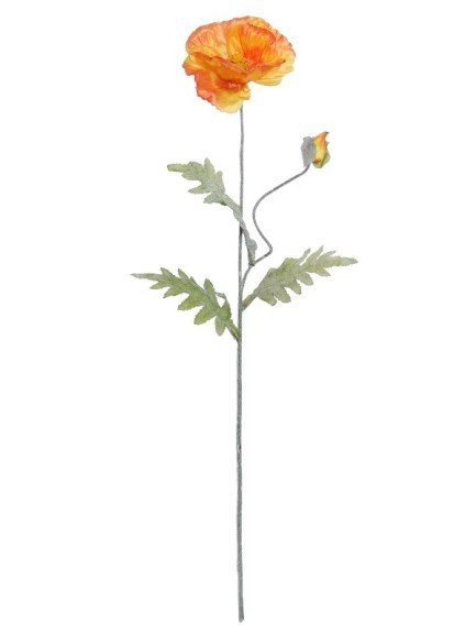 Klaproos - oranje Klaproos - oranje