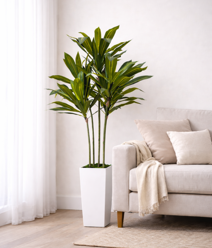 Dracaena Deluxe 150 cm in Witte Pot
