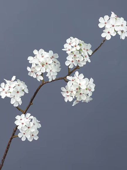 Witte Perenbloesemtak
