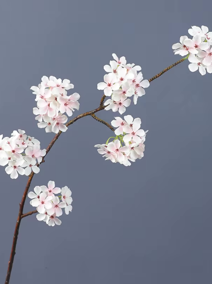 Lichtroze Perenbloesemtak
