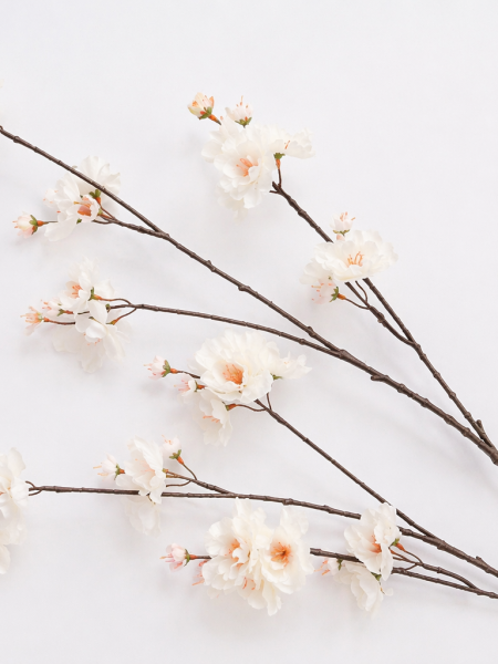 Witte Begonia Bloesemtak