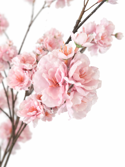 Begonia Bloesemtak Lichtroze