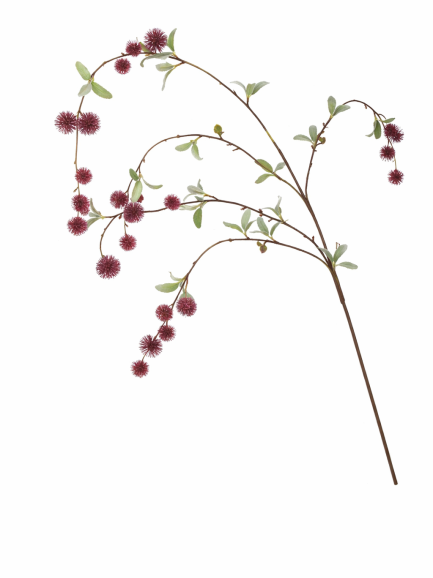 Wilde hangende bloesemtak rood