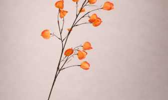 Verzorging zijden blauwe chrysanten: zo blijven je herfstbloemen mooi
