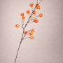 Lampionplant oranje