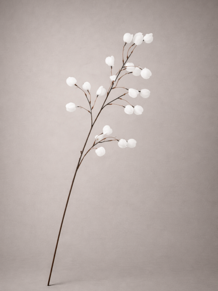 Lampionplant wit zijde