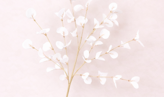 Zijden orchidee wit voordelen voor woon- en werkruimte