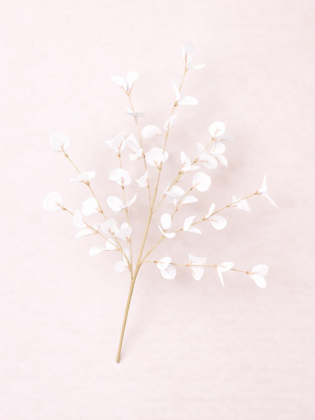 Eucalyptus Tak wit
