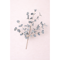 Eucalyptus Tak blauw