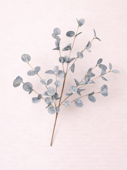 Eucalyptus Tak blauw