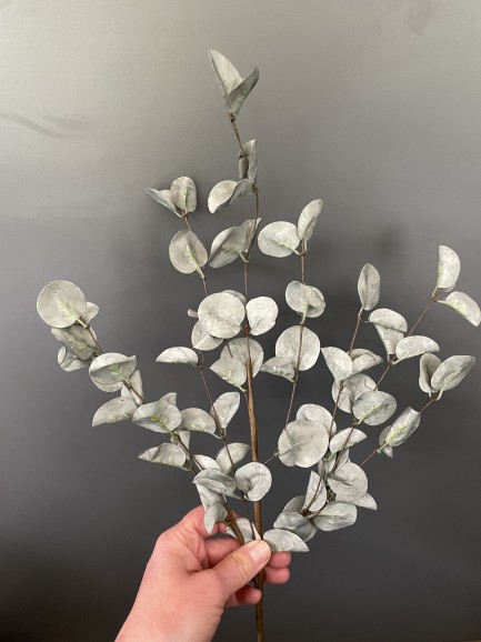 Eucalyptus Tak blauw