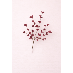 Eucalyptus tak Bordeauxrood