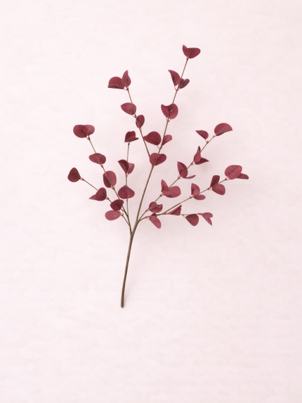 Eucalyptus tak Bordeauxrood