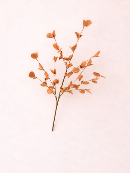 Eucalyptus tak bruin