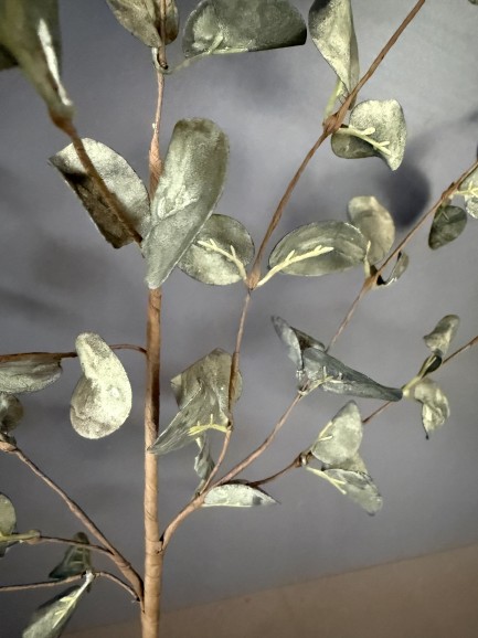 Eucalyptus Tak Groen