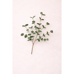 Eucalyptus Tak Groen