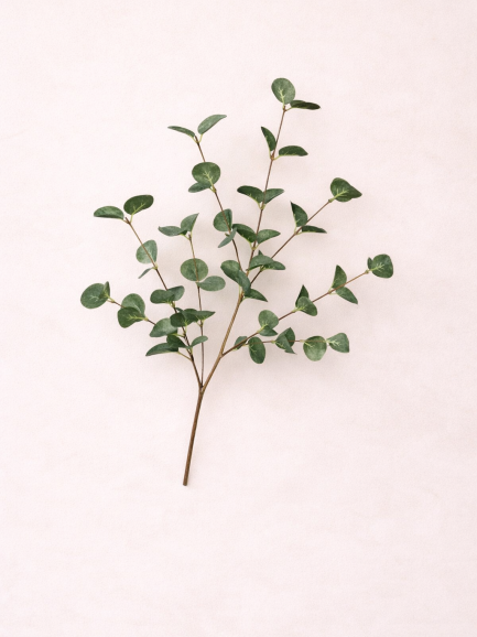 Eucalyptus Tak Groen