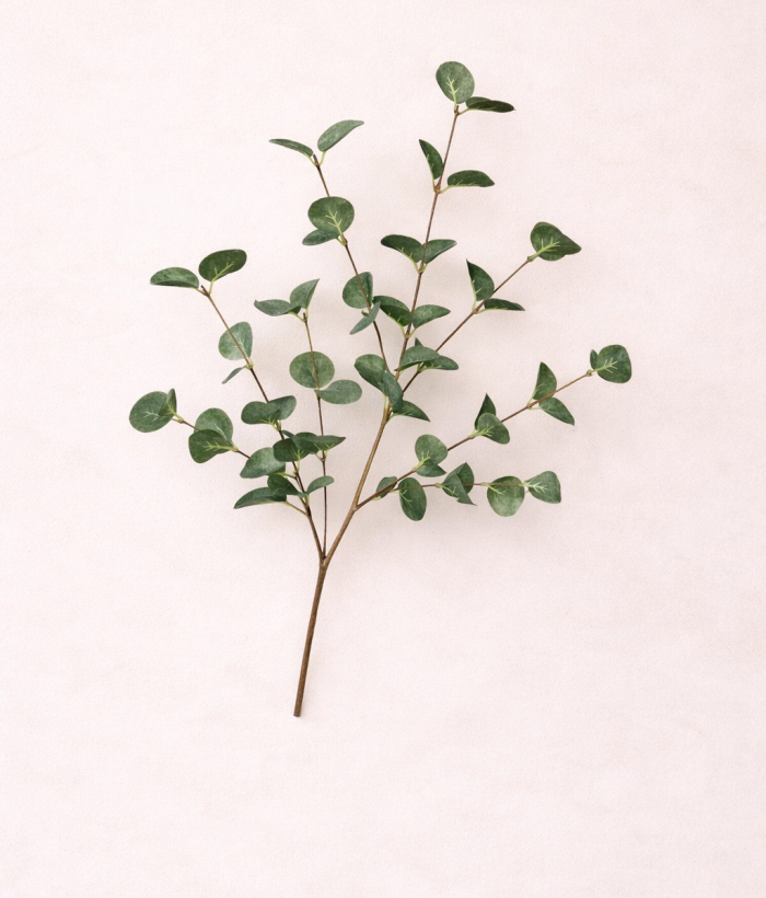 Eucalyptus tak in groene kleur