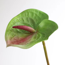 Groen Anthuriumblad