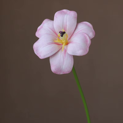 Open tulp lichtroze